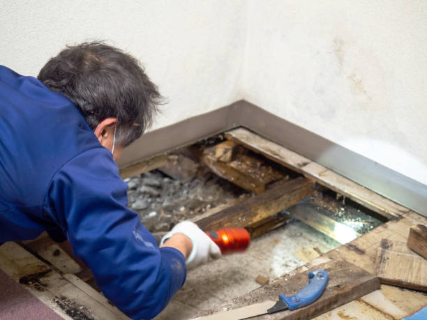 Best Same-Day Mold Removal  in Weimar, TX