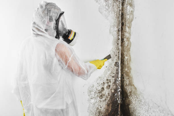 Best Commercial Mold Removal  in Weimar, TX
