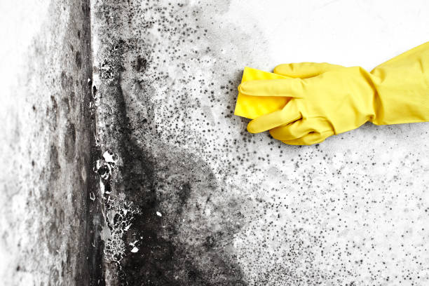 Best Certified Mold Removal  in Weimar, TX