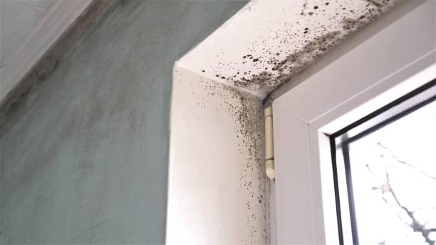 Best Attic Mold Removal  in Weimar, TX