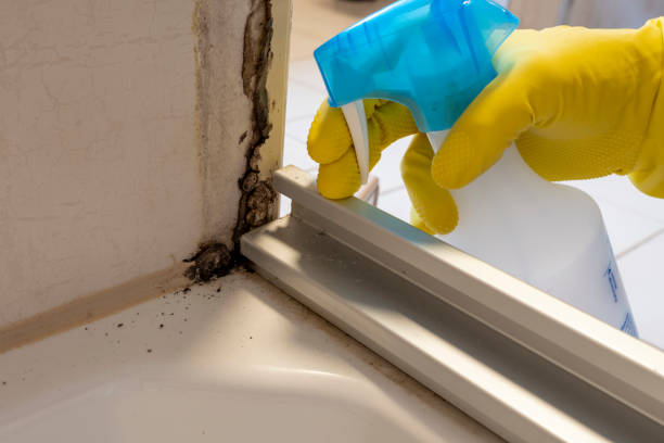 Best Residential Mold Removal  in Weimar, TX