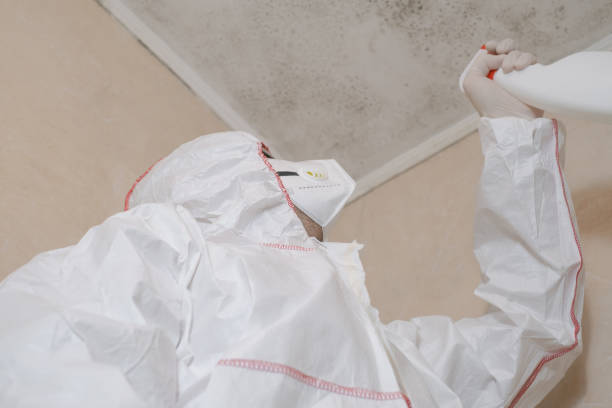 Best Affordable Mold Removal  in Weimar, TX
