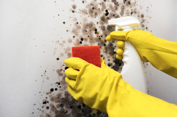 Best Professional Mold Removal  in Weimar, TX