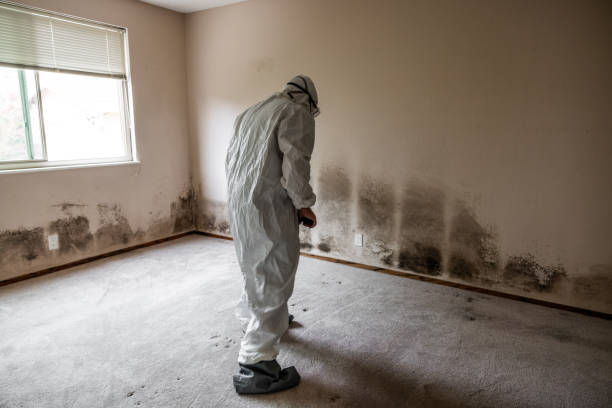 Professional Mold Removal in Weimar, TX